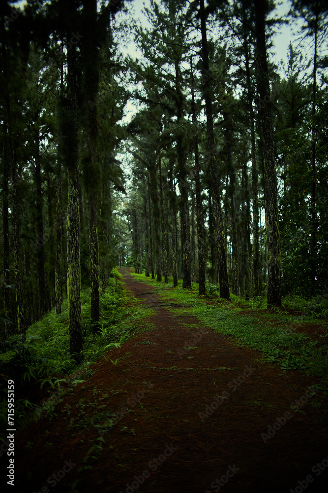 Obraz premium Jungle trail