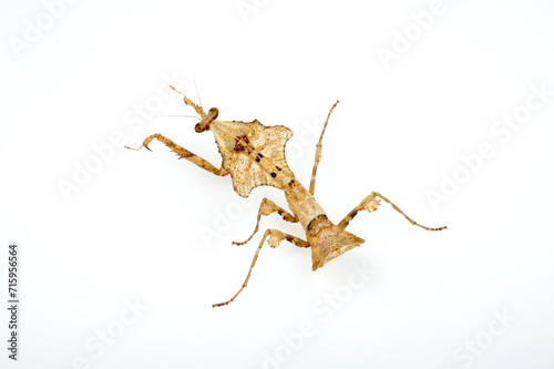 Totes-Blatt-Mantis // Southeast Asian dead leaf mantis (Deroplatys lobata) photo
