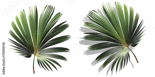 Folha de palmeira de carnaúba verde. Galho de palmeira tropical arredondada - com e sem sombra - isolado em fundo transparente. photo