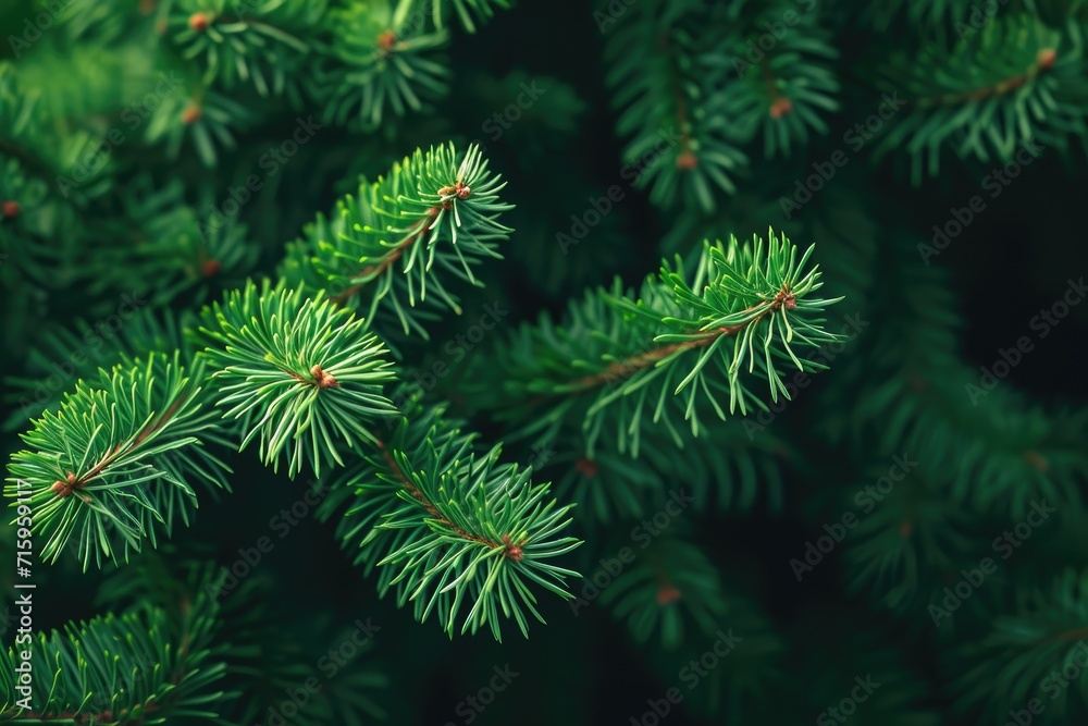Green pine needles on a dark background Green pine needles on a dark background