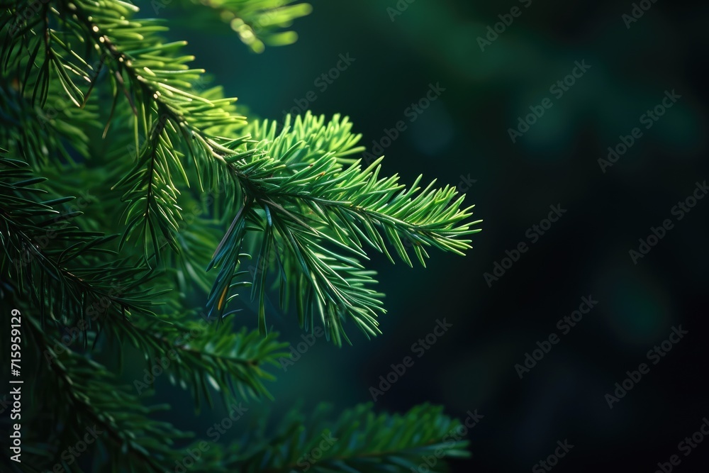 Green pine needles on a dark background Green pine needles on a dark background