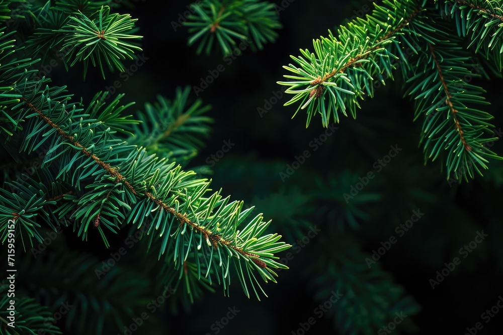 Green pine needles on a dark background