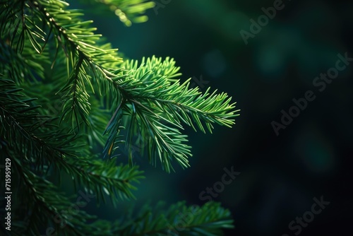 Green pine needles on a dark background