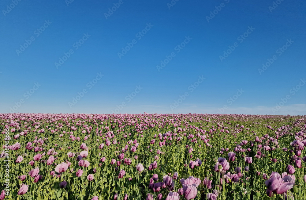 great views of a poppy field in bloom