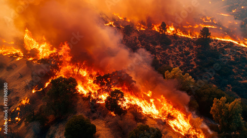 A strong fire in a large area of the forest. An environmental disaster of great proportions.