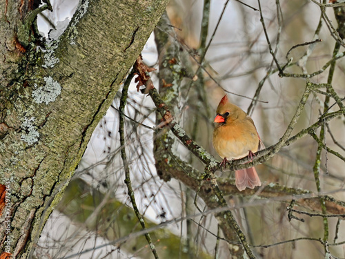 Female Northern Cardinal in tree
