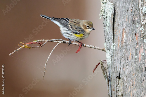 Yellow-rumped Warbler, Setophaga coronata, surveying the bayou, Black Bayou National Wildlife Refuge, Louisiana, for food during the winter. photo