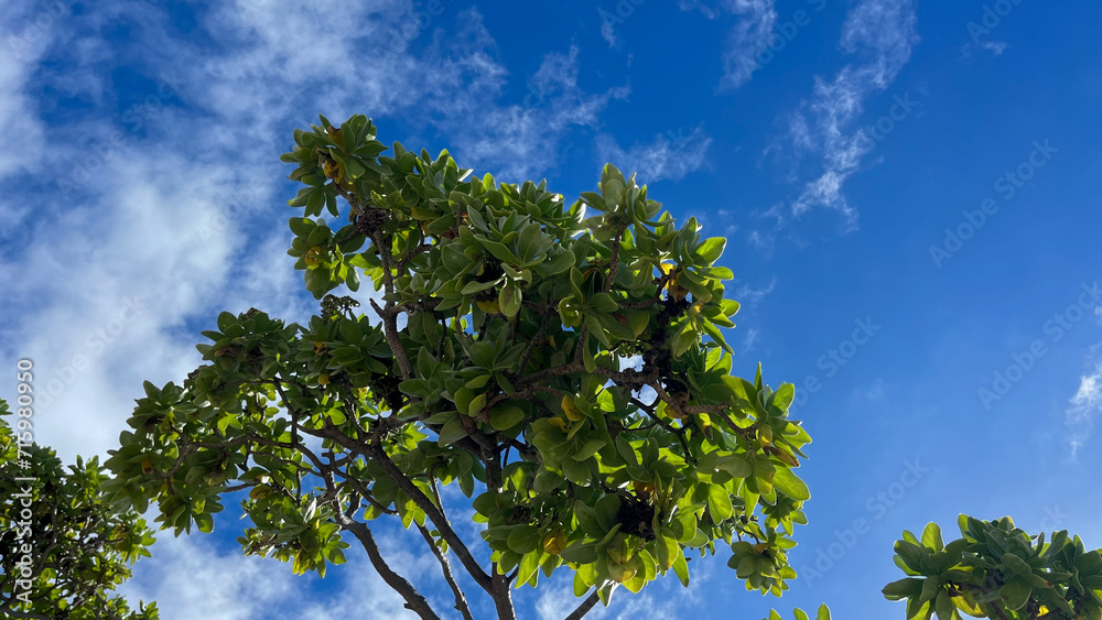 Obraz premium sky and tree