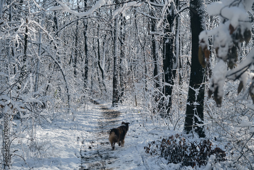 Dog in a snowy forest. Pet in the winter nature. Brown Australian shepherd walk alone. Aussie red tricolor stays outside and poses. Rear view.