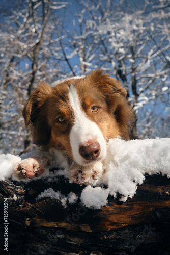 Dog in a snowy forest. Pet in the winter nature. Brown australian shepherd put its paws on log. Aussie red tricolor walks outside and poses.