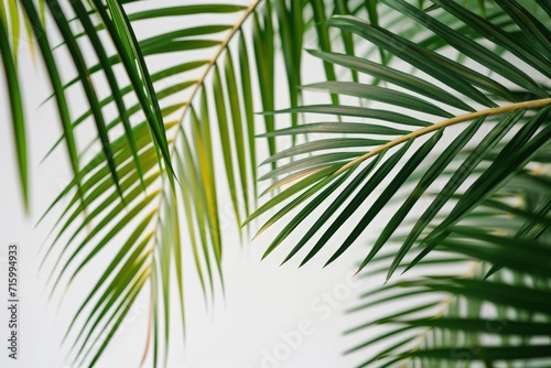 Close Up of Palm Tree Leaves