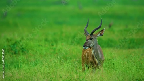 Close up of a greater kudu (Tragelaphus strepsiceros) grazing grass in Savanah of Botswana South Africa. photo