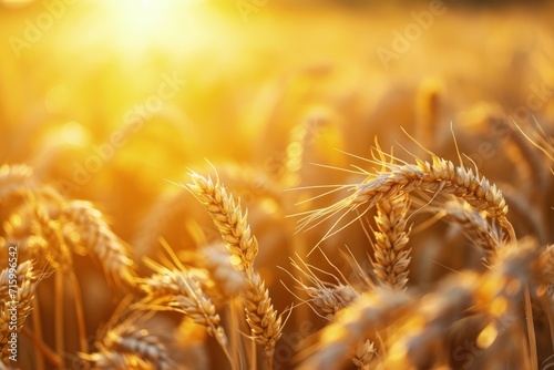 Sunlit Field of Wheat