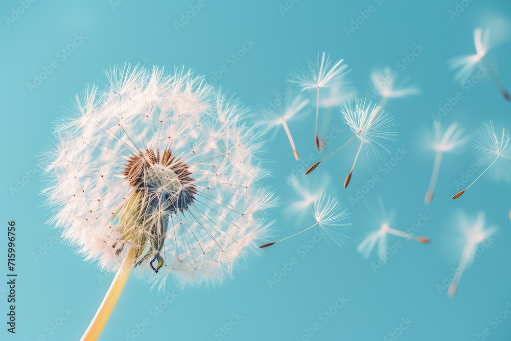 Dandelion Blowing in Wind Against Blue Sky