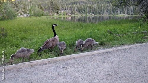 Young Canada Goose eating near Spague Lake in  the Bear Lake area of the Rocky Mountain National Park (Estes Park, Colorado, United States of America).