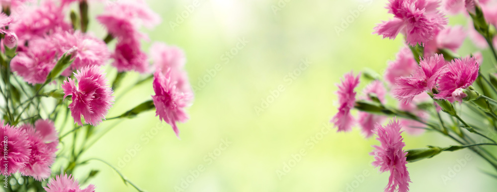 Obraz premium Delicate light pink carnation flowers on a light green natural background, floral summer background with carnations.