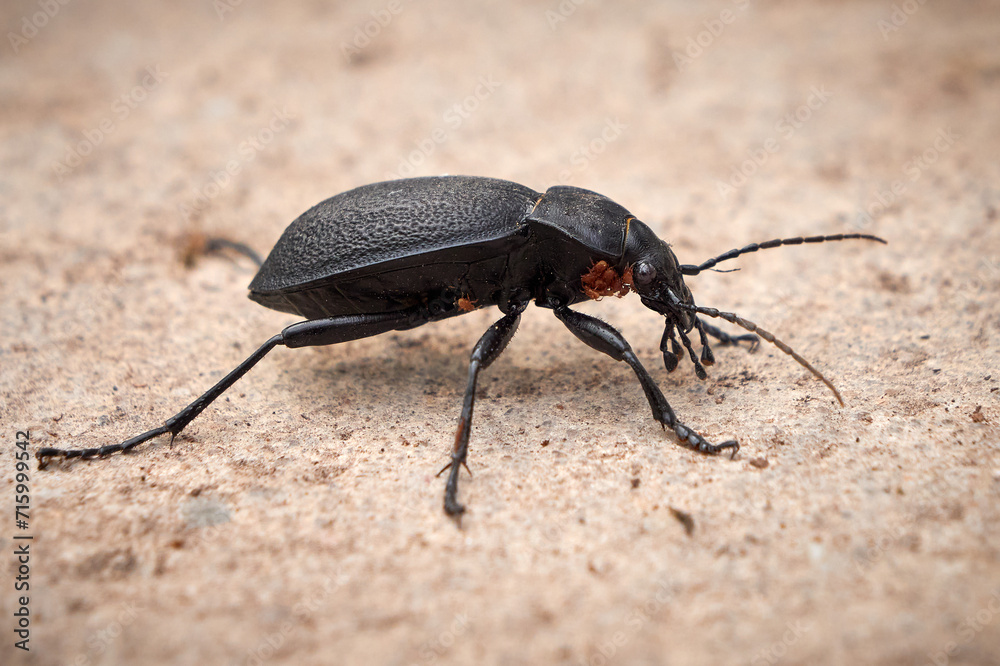 Carabus coriaceus bug or Ground Beetle with babies Carabus coriaceus bug or Ground Beetle with babies