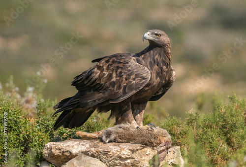 the majestic golden eagle on the stone with her prey	