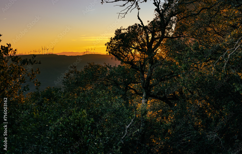 Obraz premium Sunset in the forest