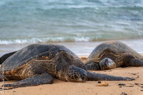 sea turtles on the beach