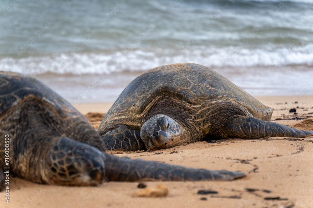 sea turtles on the beach
