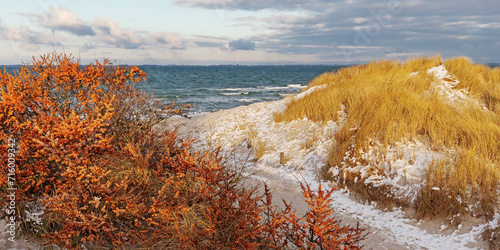 Foto Bei Heiligenhafen in Schleswig-Holstein an der Ostsee mit Früchten des Sanddorn (Hippophae rhamnoides, sea-buckthorn), einem Weg zum Strand und Dünen mit Schnee im Januar