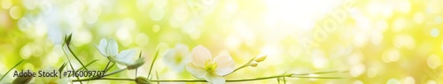 Radiant Spring Banner: White Anemones Blooming in Luminous Sunlight for Web Design