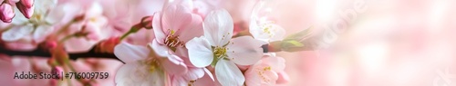 Soft Pink Floral Spring Banner: Cherry Blossoms for Gentle and Serene Web Backgrounds