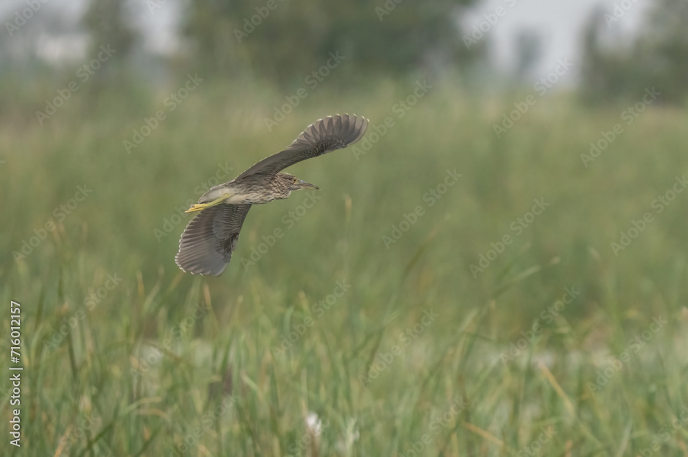 Fototapeta premium young Black-crowned Night Heron in flight over the marsh 