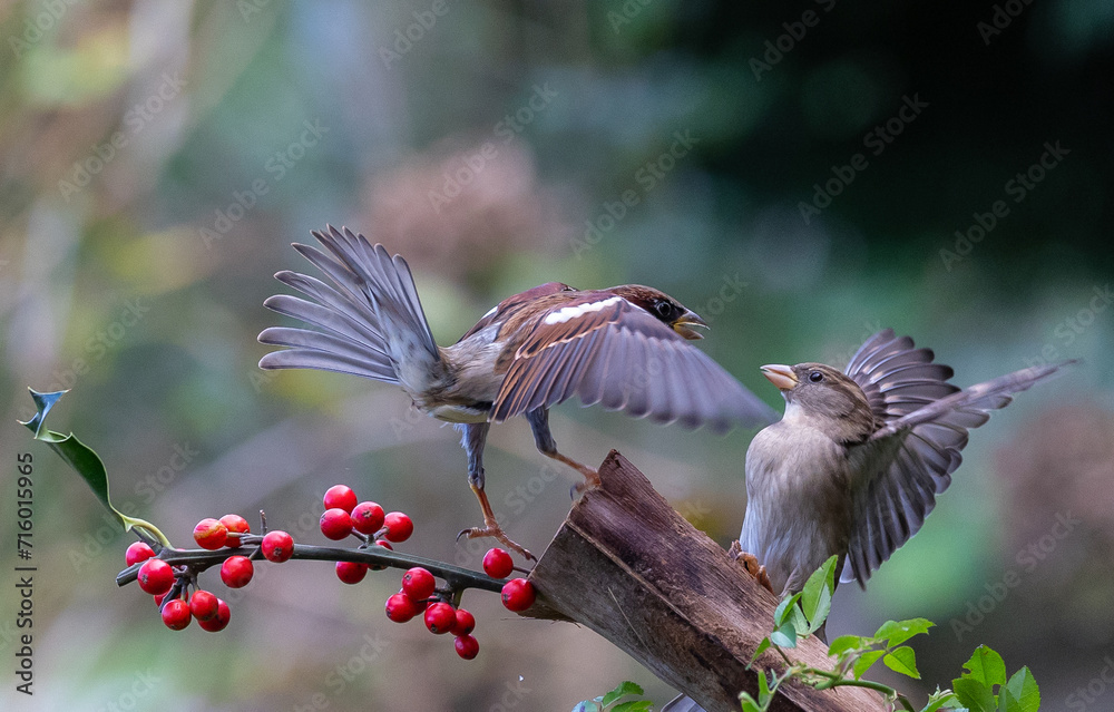 Naklejka premium The fights, positions and attitudes of the sparrows in flight are spectacular!