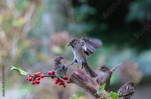 The fights, positions and attitudes of the sparrows in flight are spectacular!