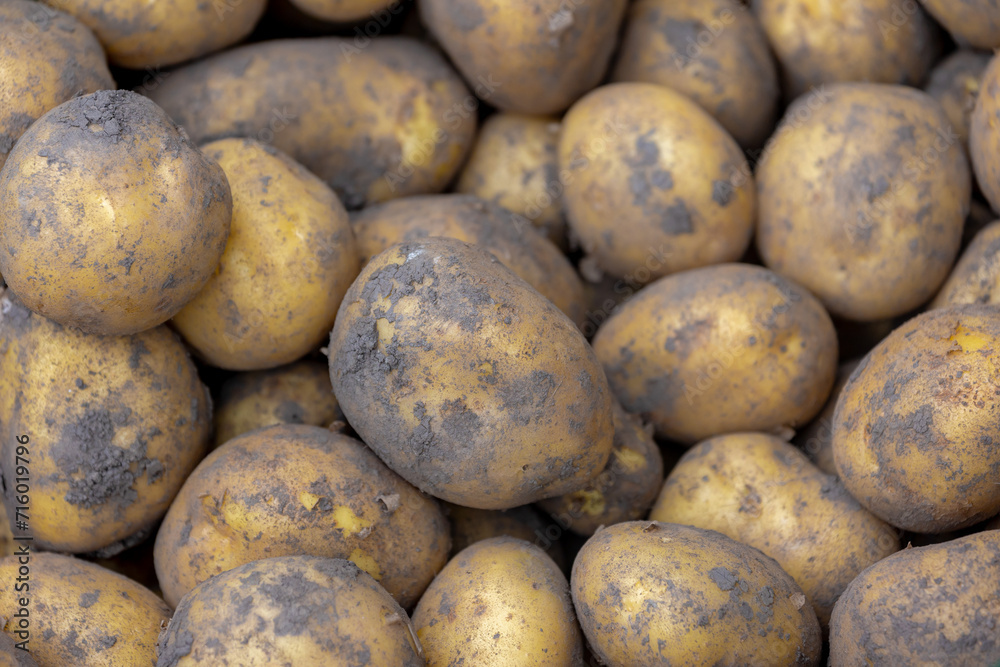 Selective focus of fresh raw organic potatoes on market stall, The potato is a starchy tuber of the plant Solanum tuberosum and is a root vegetable native to the Americas, Nature pattern background. Selective focus of fresh raw organic potatoes on market stall, The potato is a starchy tuber of the plant Solanum tuberosum and is a root vegetable native to the Americas, Nature pattern background.