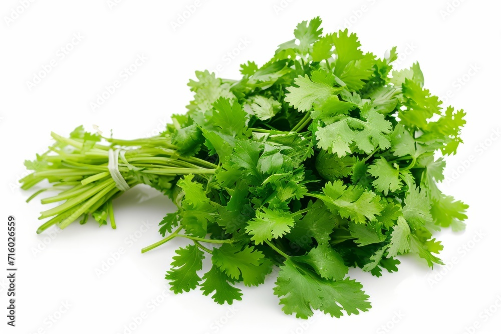 Fresh Cilantro Coriander Isolated on White Background Fresh Cilantro Coriander Isolated on White Background