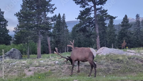 Elk eating in the Bear Lake area of the Rocky Mountain National Park (Estes Park, Colorado, United States of America).