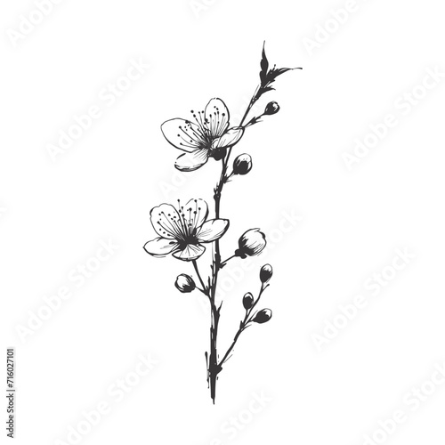 Sakura blossom illustration. Black and white  sakura  apple tree branch  hand draw doodle vector illustration. Cute black ink art  isolated on white background. Realistic floral bloom sketch.