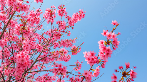 A panoramic shot of a vibrant cherry blossom tree in full bloom against a clear blue sky