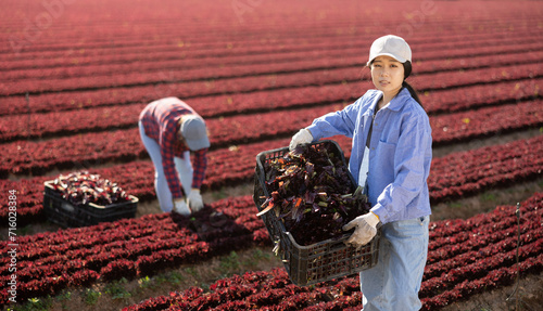 Young asian woman carries box of fresh red lettuce crops in a farmer field photo