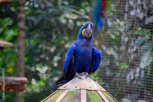 Arara-azul