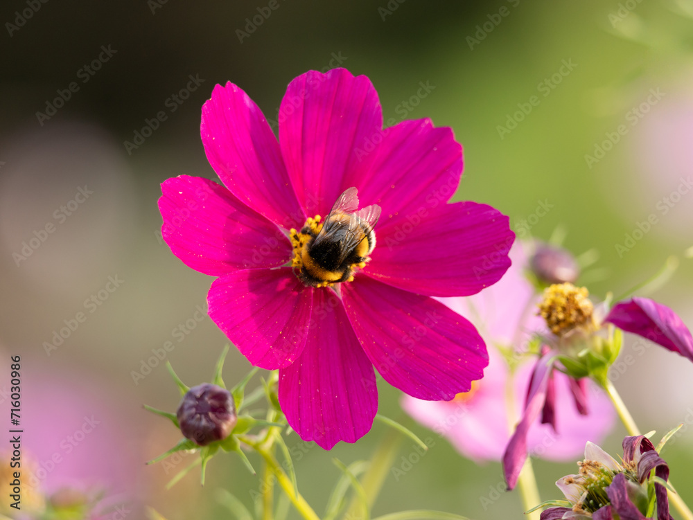 pink flower with bumblebee in nature pink flower with bumblebee in nature