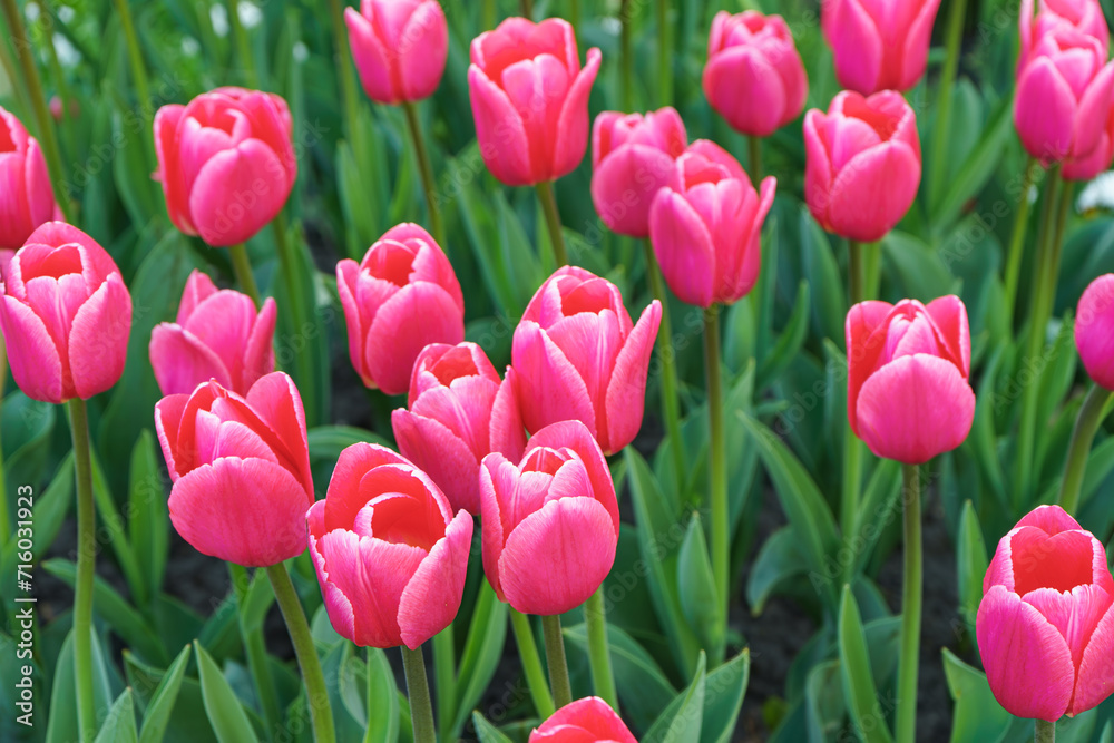 Pink tulips Debutante flowers with green leaves blooming in a meadow, park, flowerbed outdoor. World Tulip Day. Tulips field, nature, spring, floral background.