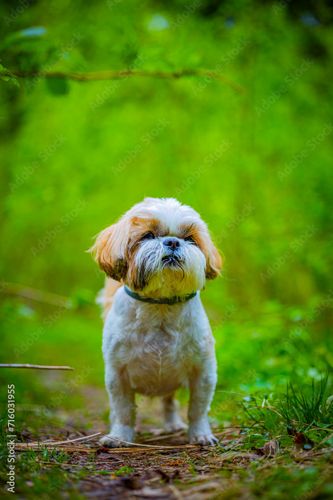 shih tzu dog walks in the forest in summer
