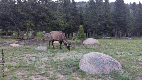 Elk eating in the Bear Lake area of the Rocky Mountain National Park (Estes Park, Colorado, United States of America). photo