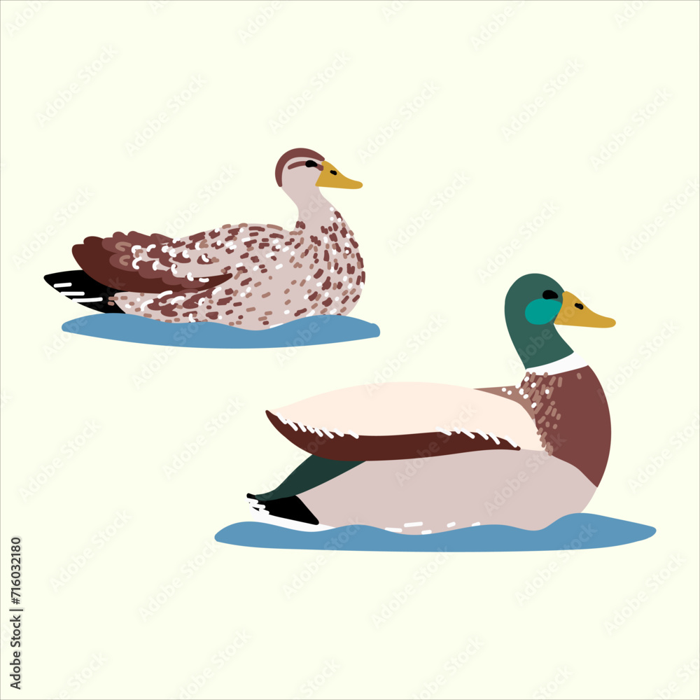 Obraz premium Wild ducks isolated in flat cartoon design. Male and female of mallard duck