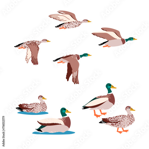 Wild ducks isolated set in flat cartoon design. Male and female of mallard ducks flying, swimming and standing in profile view. Wildlife water birds family outdoor. Vector character illustration