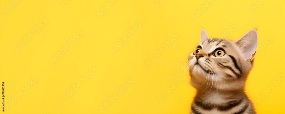Banner with cat on solid yellow background, with copy space Banner with cat on solid yellow background, with copy space