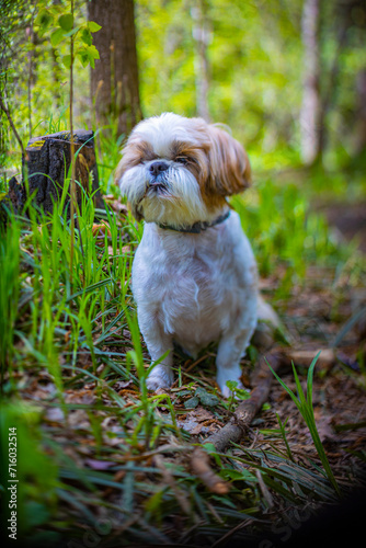 shih tzu dog walks in the forest in summer