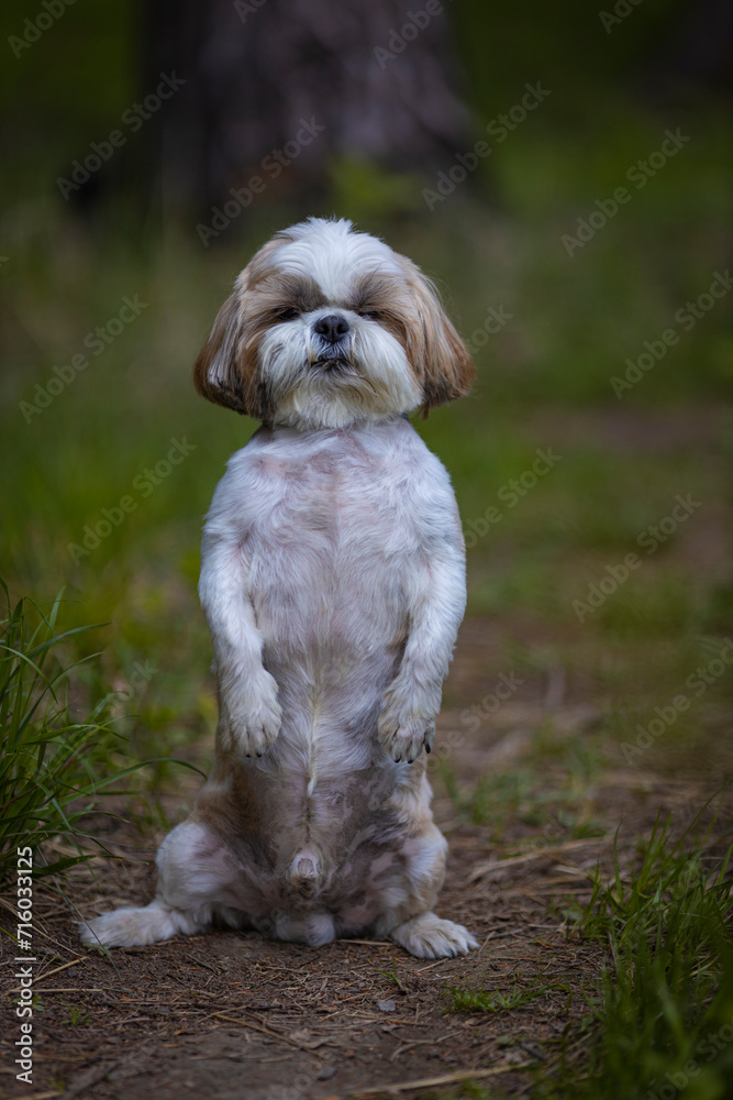 shih tzu dog stands in the forest in summer
