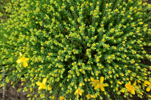 Closeup of beautiful yellow flowers hypericum perforatum in the garden.Warm sunny day photo