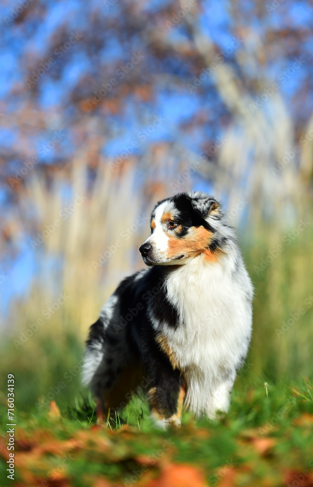 a beautiful australian shepherd dog in the park