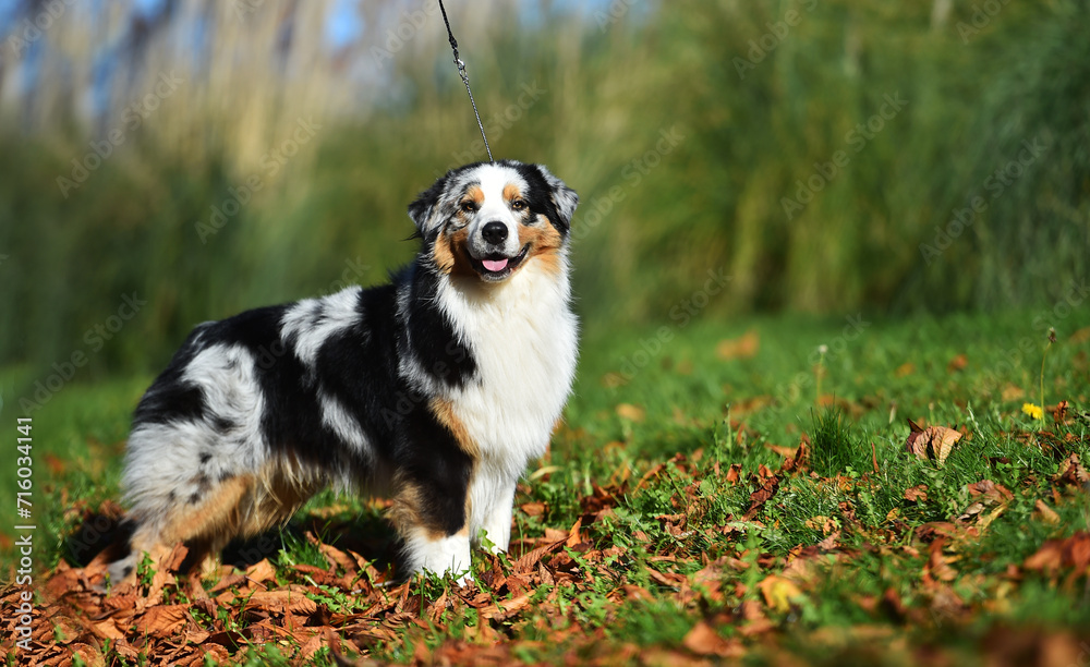 Obraz premium a beautiful australian shepherd dog in the park